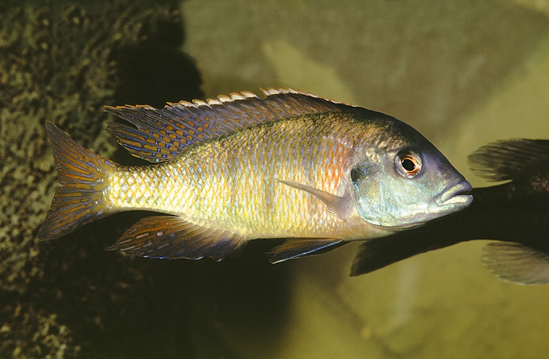 Mylochromis subocularis
